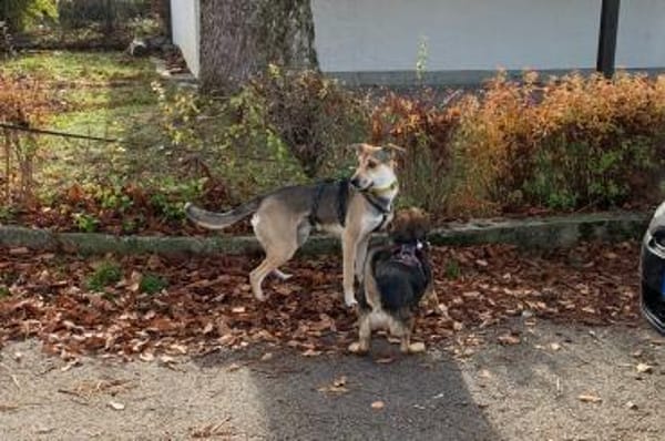 Trusky sucht seinen Menschen