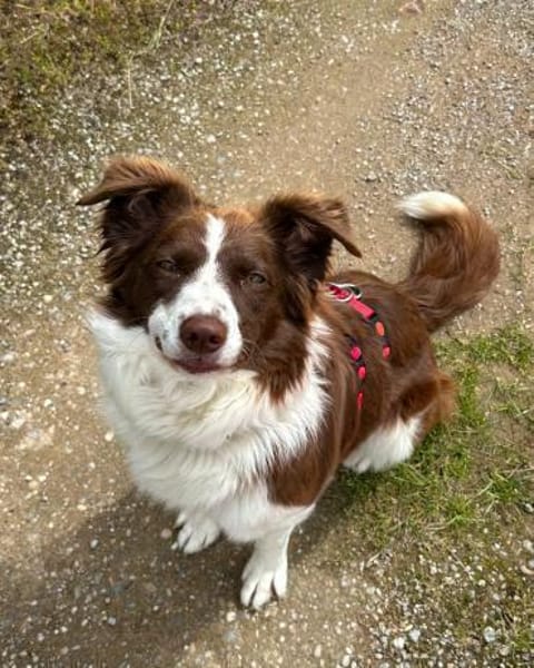 Border Collie Faye wartet in Deutschland