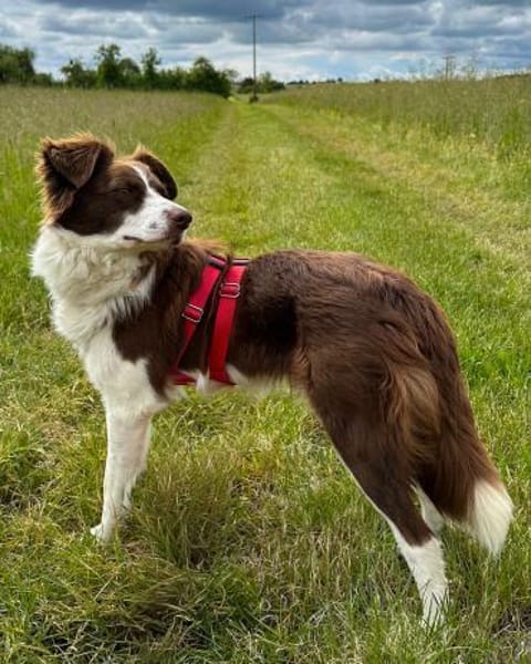 Border Collie Faye wartet in Deutschland