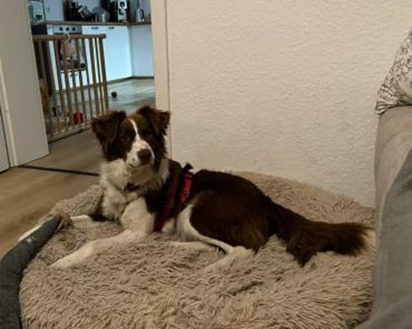 Border Collie Faye wartet in Deutschland