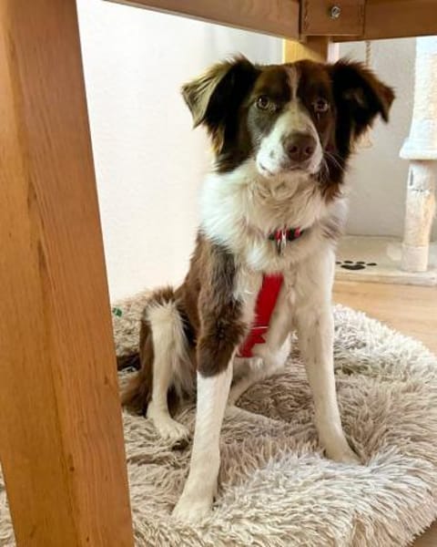 Border Collie Faye wartet in Deutschland