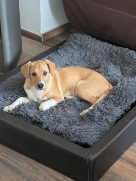 Sanela, 4 Monate, sucht Anschluss