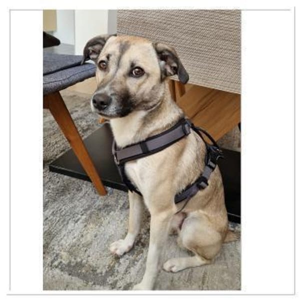 Darcy sucht ein Zuhause