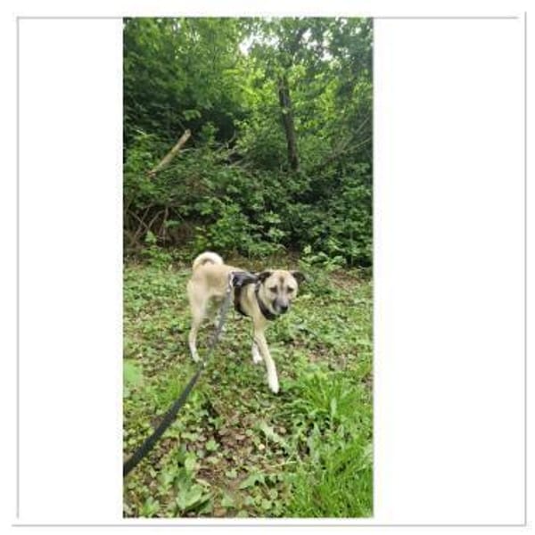 Darcy sucht ein Zuhause