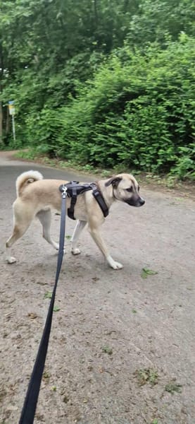 Darcy sucht ein Zuhause