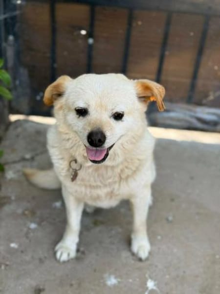 Omchen TABEA auf Familiensuche !