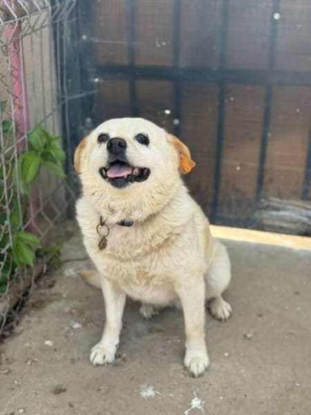 Omchen TABEA auf Familiensuche !
