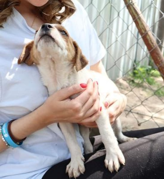 Chester-Kleiner Schatz
