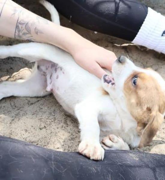 Chester-Kleiner Schatz