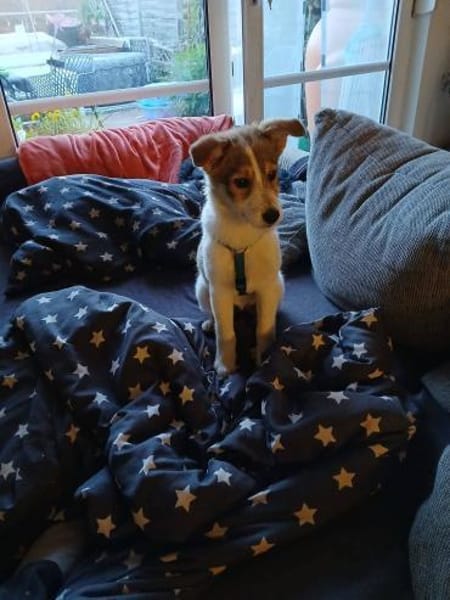 Kleine Delia🌺 sucht liebevolles Heim