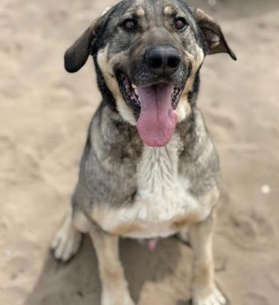 Simon (Strolch- Lebensfroher Herzenshund