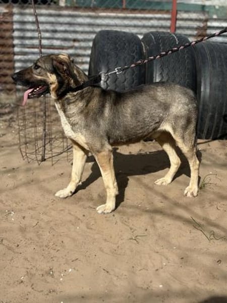 Simon (Strolch- Lebensfroher Herzenshund