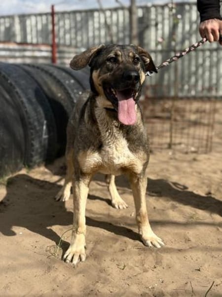 Simon (Strolch- Lebensfroher Herzenshund