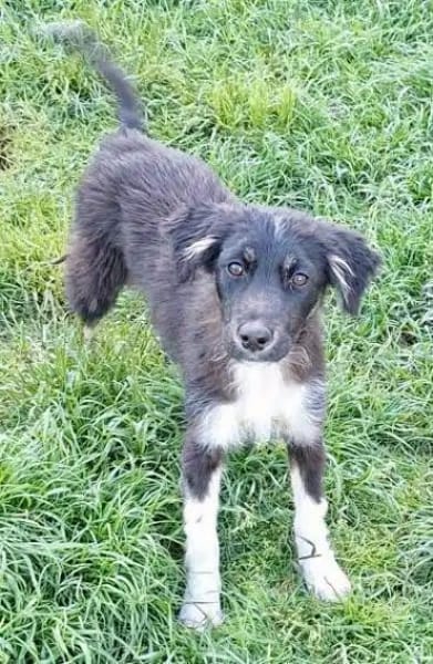 RUMBA -Rundum tolles Hundekind-