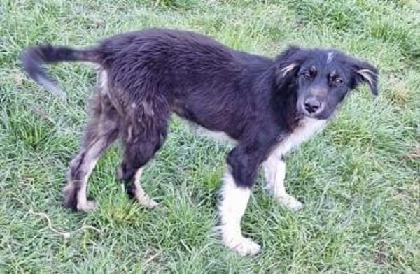 RUMBA -Rundum tolles Hundekind-