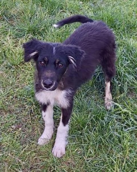 RUMBA -Rundum tolles Hundekind-