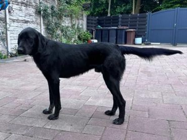 OBELIX-bildschöner Pointer-Mix-Rüde,62cm