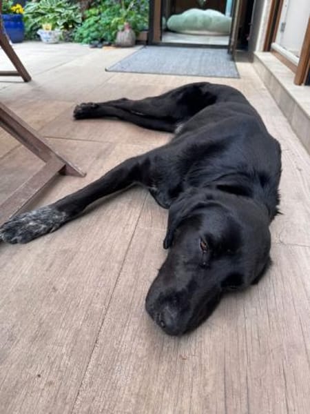 OBELIX-bildschöner Pointer-Mix-Rüde,62cm
