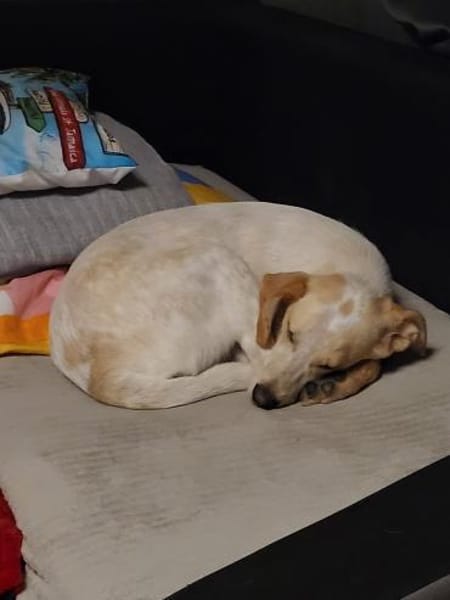 Bibi ~1Jahr braucht neues Körbchen