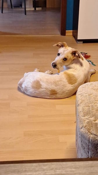 Bibi ~1Jahr braucht neues Körbchen