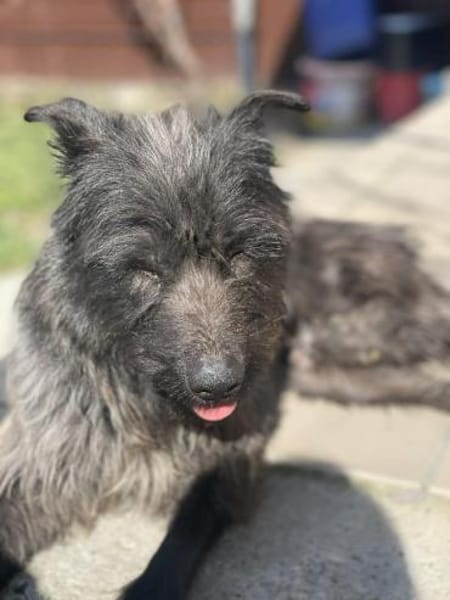 Xana, Hundemama sucht Platz zum Bleiben