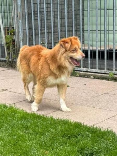 BENNY-hübscher,rot-brauner Rüde