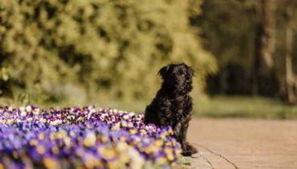 Mogli - sensibler Hund sucht Zuhause
