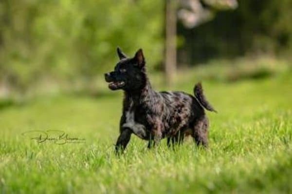 KNÖPPI -rundum tolles Hundekind-