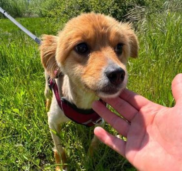 Kimba aus RO, in DE 42651 Solingen