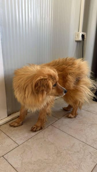 Kimba aus RO, in DE 42651 Solingen