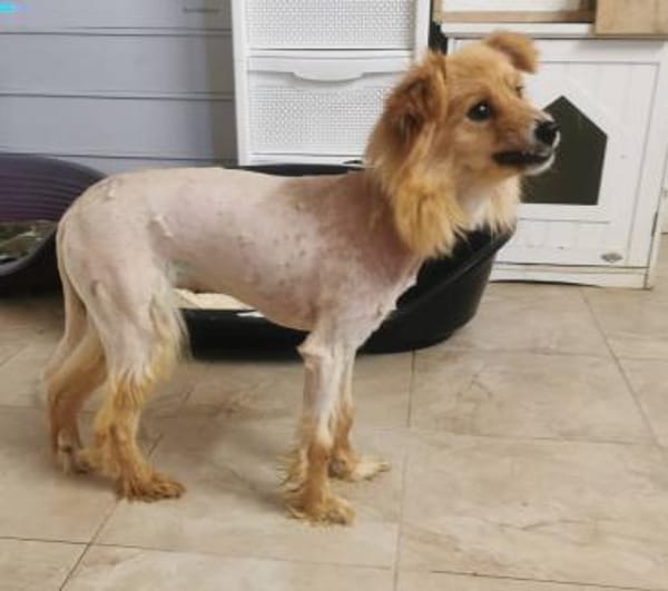 Kimba aus RO, in DE 42651 Solingen
