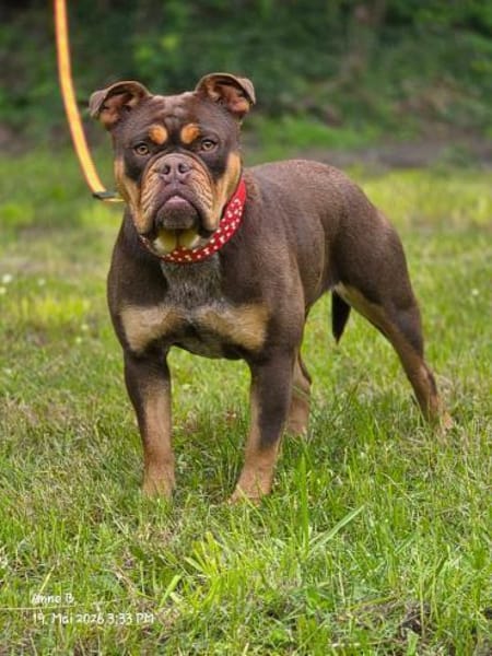 Bulldogge sucht tolle Leute