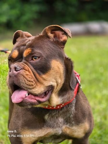 Bulldogge sucht tolle Leute