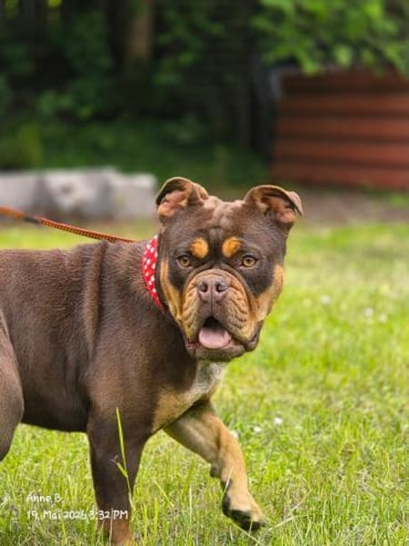 Bulldogge sucht tolle Leute