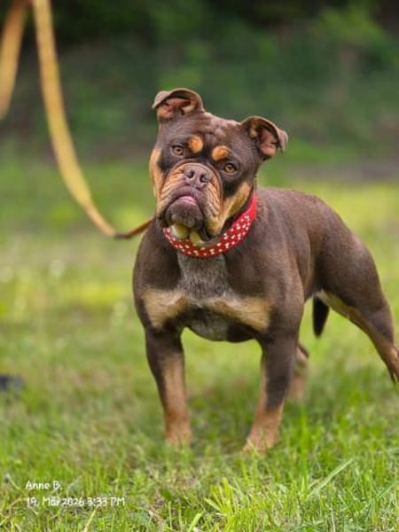 Bulldogge sucht tolle Leute