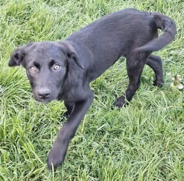 WICKY -rundum tolles Hundekind-