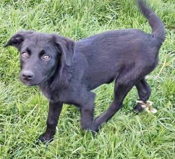 WICKY -rundum tolles Hundekind-
