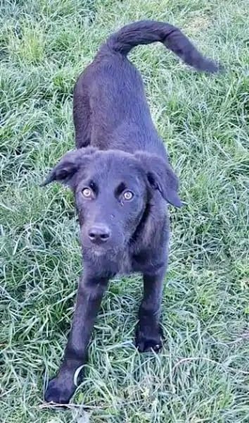WICKY -rundum tolles Hundekind-