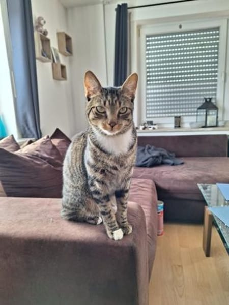 Kaito & Akita brauchen ein neues Zuhause