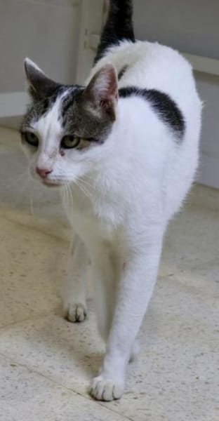 Garfield, rüstiger Senior