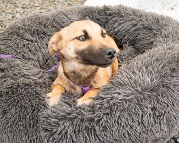 Anda unser Herzenshund...