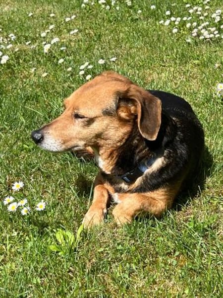 Bibi sucht ruhiges Zuhause!