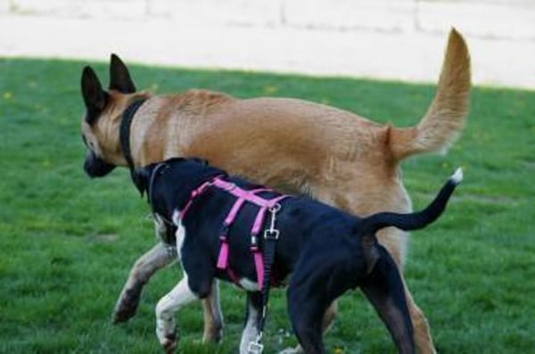 Ikem ein Special Hund sucht ein Zuhause