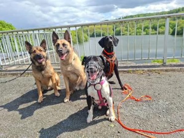 Ikem ein Special Hund sucht ein Zuhause