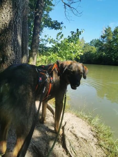 Scooby - sensibler Herzenshund