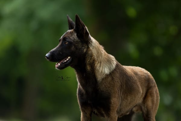 Athos