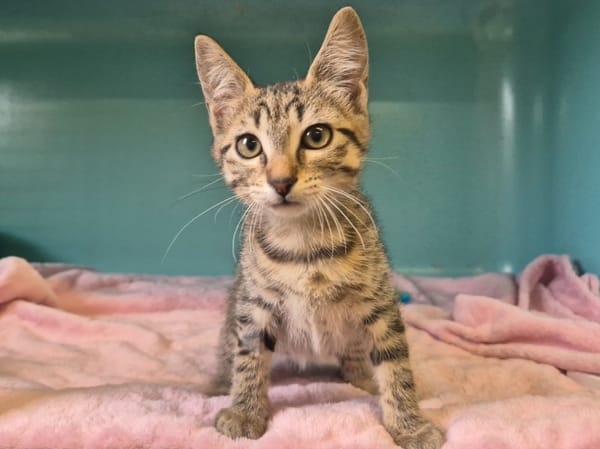 Dina