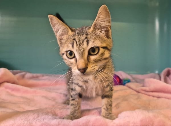 Dina
