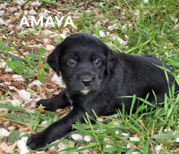 Amaya
