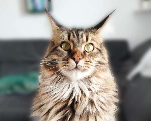 WOOKIE